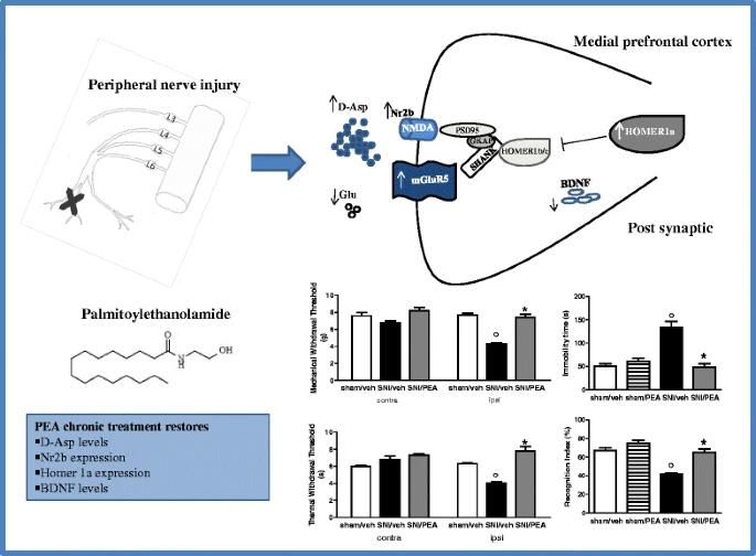 Palmitoylethanolamide for Chronic pain